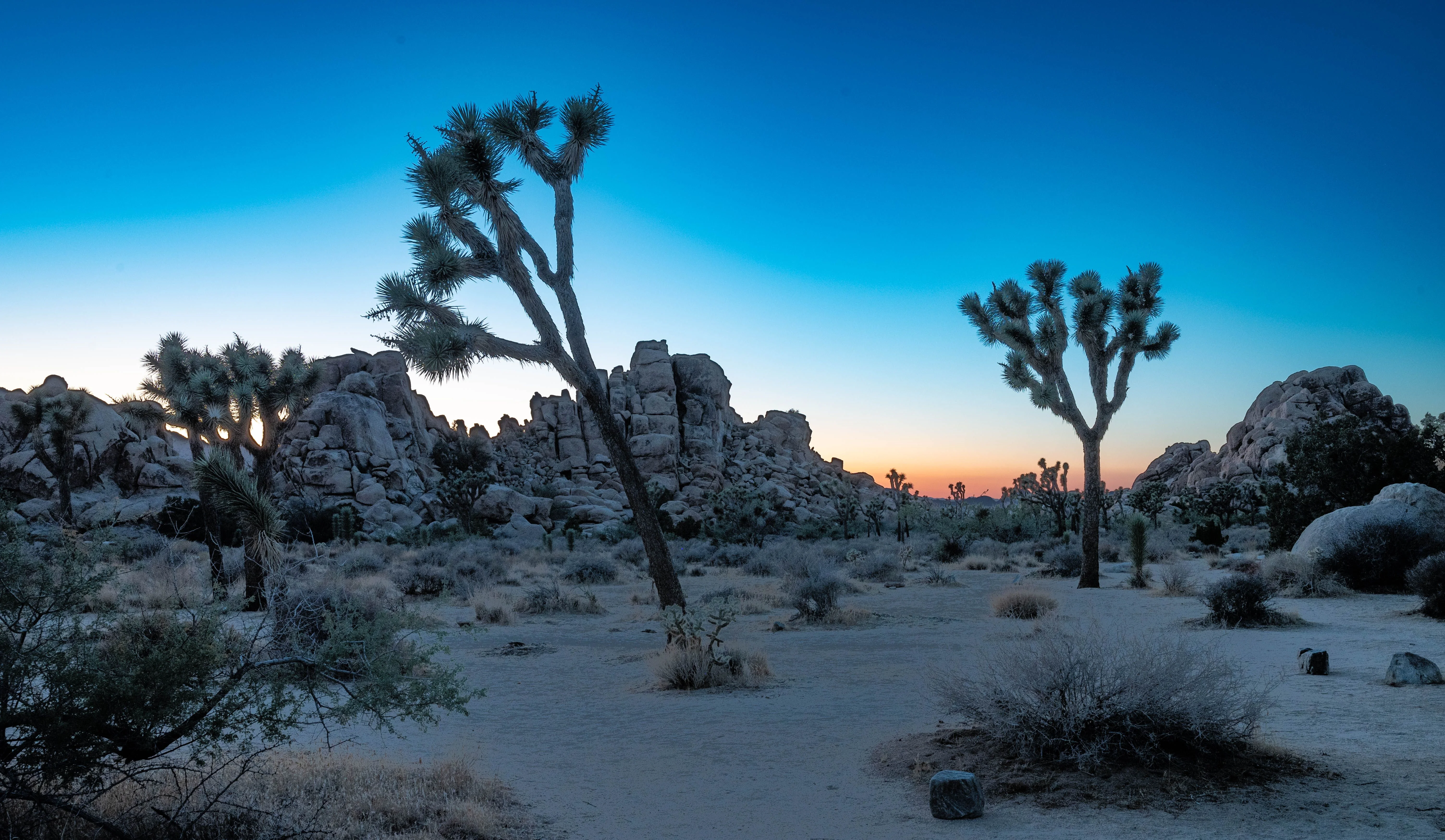 Joshua Tree hiking trail
